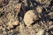 Fiscalía investiga a quién pertenecen los restos humanos encontrados en Epuyén