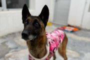 Piden abrir una investigación por el maltrato y crueldad de cuatro perros en Rawson