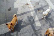 Madryn: La Fiscalía solicita colaboración para reubicar a 15 perros que quedaron sin cuidador